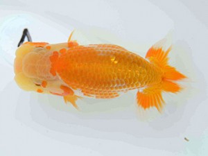 好鱗会　第2回研究会　2位　加納力一