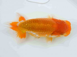 好鱗会　第2回研究会　3位　田家　淳