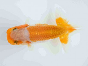 好鱗会　第2回研究会　4位　須田友一郎