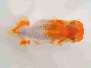 好鱗会　第2回研究会　5位　佐野　勝