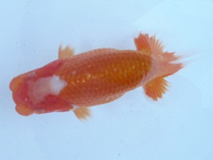 名古屋金魚愛好会　研究会　東大関　加藤安正　高浜