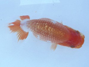 名古屋金魚愛好会　研究会　取締一　神谷正基　東浦