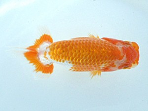 岡山錦鱗会 第一席　鈴木ミカ　倉敷