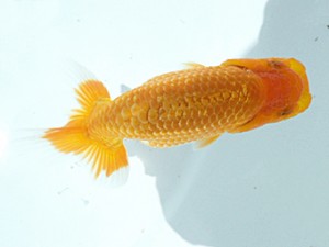 岡山錦鱗会 五席　岡崎　己　和気