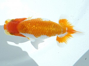 岡山錦鱗会 六席　大原正裕　福山