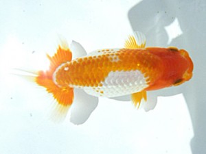 岡山錦鱗会 二席　難波康宏　児島