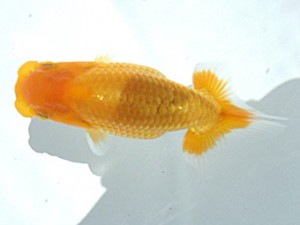 岡山錦鱗会 三席　宮崎　豊　倉敷