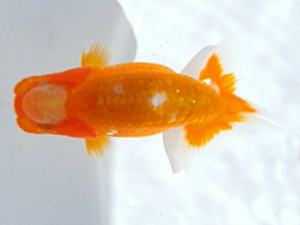 岡山錦鱗会 四席　丹下　常　今治