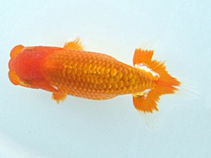 岡山錦鱗会 第二席　小山敏信　東広島