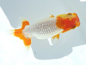 岡山錦鱗会 第三席　難波康宏　児島