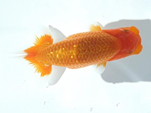 岡山錦鱗会 第四席　川村和己　高知