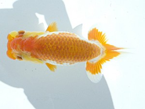 岡山錦鱗会 第五席　藤野　武　香川