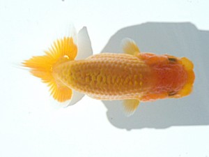 岡山錦鱗会 一席　原田和彦　倉敷