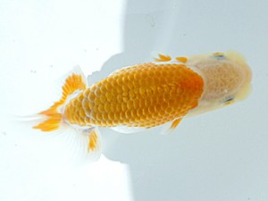 岡山錦鱗会 三席　小笠原義照　浅口