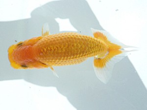 岡山錦鱗会 四席　石田一男　福山