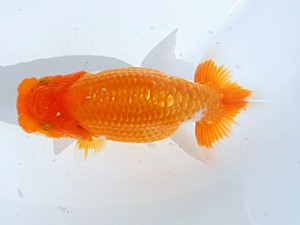 楽友らんちう会　第3回研究会　東大関　安中　浩