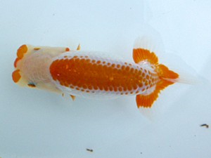 楽友らんちう会　第4回研究会　東大関　大久保義彰