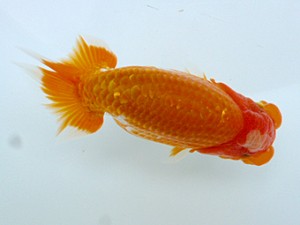 楽友らんちう会　第4回研究会　西大関　古鳥敏明