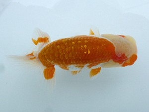 楽友らんちう会　第4回研究会　立行司　矢ケ崎伸司