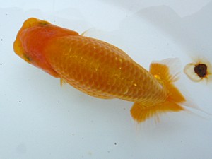 楽友らんちう会　第4回研究会　取締二　金野 一昭