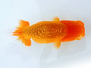 楽友らんちう会　第3回研究会　立行司　矢ケ崎伸司