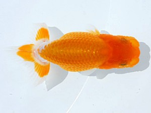 楽友らんちう会　第3回研究会　取締二　村松賢伸