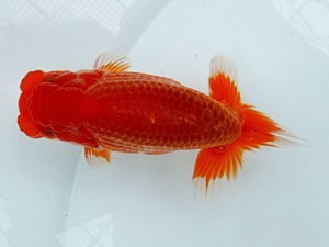 両毛愛魚会　第2回研究会　1位　大竹俊雄