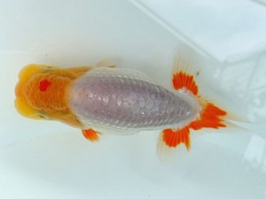 両毛愛魚会　第2回研究会　2位　小林　奏