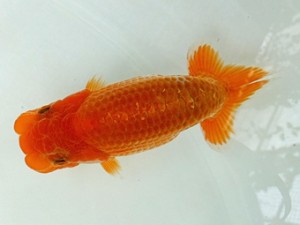 両毛愛魚会　第2回研究会　4位　柿沼佐吉