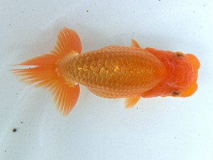 志摩紅鱗会　研究会　東大関　石野高政　志摩市