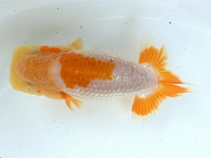 志摩紅鱗会　研究会　西大関　林　万貴 　志摩市