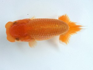 志摩紅鱗会　研究会　立行司　宮脇　洋　松阪市