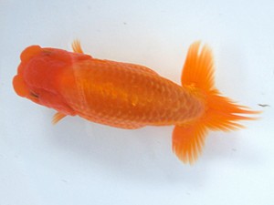 志摩紅鱗会　研究会　取締一　石野高政　志摩市