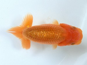 志摩紅鱗会　研究会　取締二　小河　孝　津