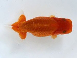 清水らんちう同好会　研究会　東大関　栗田伸男