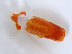 清水らんちう同好会　研究会　西大関　斎藤宏典