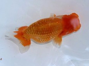 清水らんちう同好会　研究会　立行司　日高　修