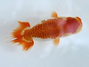 清水らんちう同好会　研究会　取締一　尾原　保