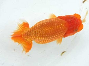 静岡らんちう同好会　第二回研究会　東大関　石田明久