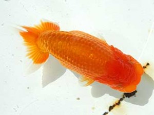 静岡らんちう同好会　第二回研究会　西大関　荻島裕之