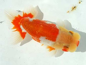 静岡らんちう同好会　第二回研究会　立行司　鈴木和男