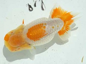 静岡らんちう同好会　第二回研究会　取締一　吉川一夫