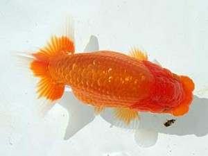 静岡らんちう同好会　第二回研究会　取締二　松本芳夫