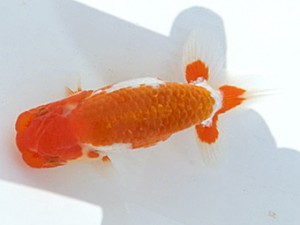 湘南らんちゅう会　第2回当歳魚研究会　1位　竹之内博幸