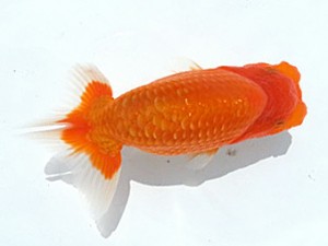 湘南らんちゅう会　第2回当歳魚研究会　2位　田代裕則