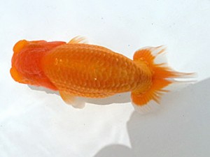 湘南らんちゅう会　第2回当歳魚研究会会　3位　高橋大祐