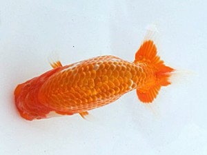 湘南らんちゅう会　第2回当歳魚研究会　4位　竹之内博幸