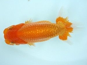 天狗會　当歳魚研究会　特選一　中村健一