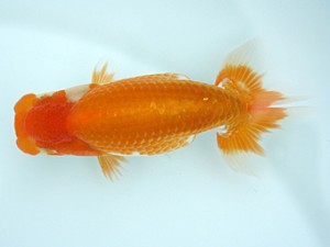 天狗會　当歳魚研究会　特選三　日高義徳