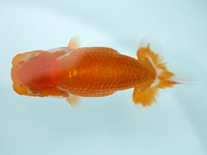 天狗會　当歳魚研究会　特選四　伊藤嘉男